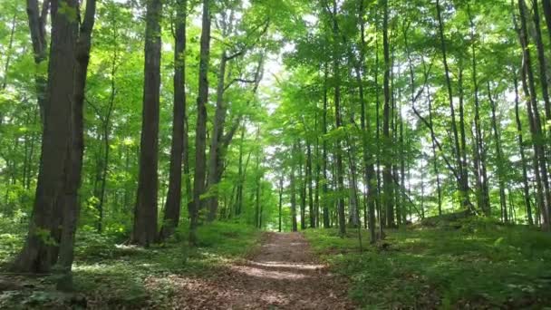 Στιάντικαμ Πλάνα Από Μονοπάτι Του Δάσους Στον Καναδά Την Ηλιόλουστη — Αρχείο Βίντεο