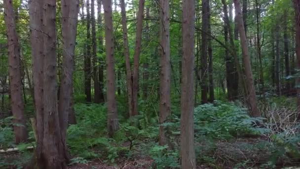 Floresta Mista Filmada Steadicam Com Pinheiros Samambaias Baixas — Vídeo de Stock
