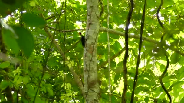 Bel Oiseau Sur Fond Naturel — Video