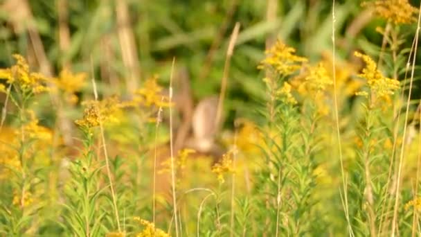 Zoom Escena Naturaleza Con Ciervos Alimentándose Través Altas Flores Amarillas — Vídeos de Stock