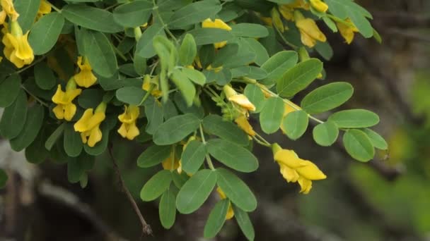Крупный План Шмеля Кормящегося Через Маленькие Желтые Цветы Растущие Дереве — стоковое видео