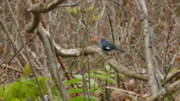 Impresionante Curruca Azul Garganta Negra Moviéndose Rápido Naturaleza Cerca Del — Vídeo de stock