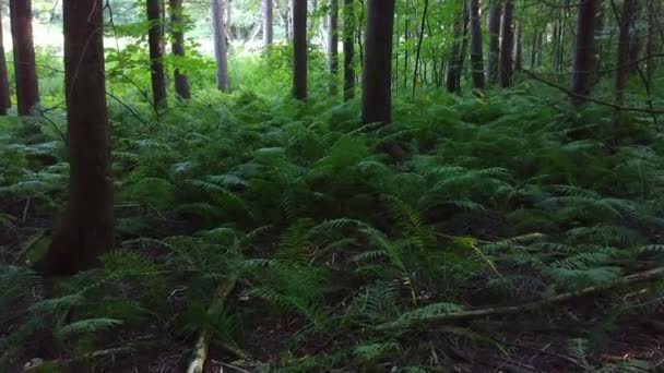 Vegetazione Densa Vista Avvicinarsi Lentamente Alla Telecamera Gimbale Natura — Video Stock