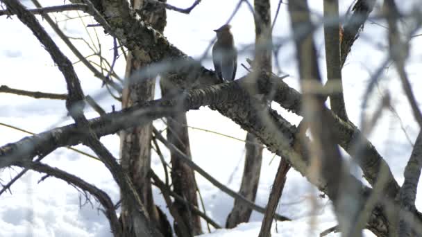 雪の背景を中心に枝に飛ぶ鳥に焦点を当て — ストック動画