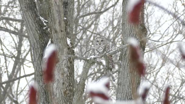 Menacing Barred Owl Une Minute Séquence Prolongée Dans Neige — Video