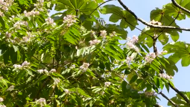 Культивування Птахів Квітковому Дереві Сонці Ясний Блакитний День Неба — стокове відео