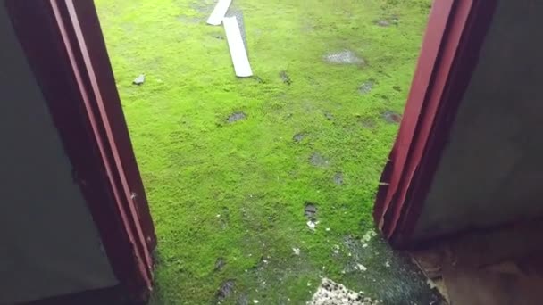 Rumput Tumbuh Dalam Struktur Setelah Ditinggalkan — Stok Video