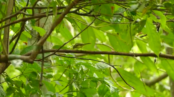 像鸟一样的小矮人在树枝上长时间地吃猎物 — 图库视频影像