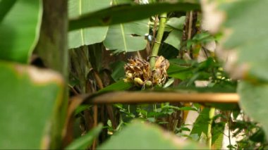 Mavi gri tangacı erkek ve dişi, bundan beslenmek için bitkinin üzerine iniyor.