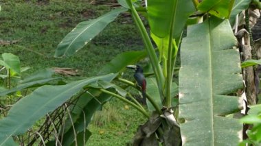 Egzotik yakalı Aracari Toucan kuşu palmiye dalında zıplıyor