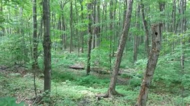 Güney Quebec 'teki olgun ormanın yanlamasına süzülen görüntüsü.