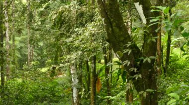 Olgun bir ağaç gövdesine tırmanan çift sarmaşık kuşu.