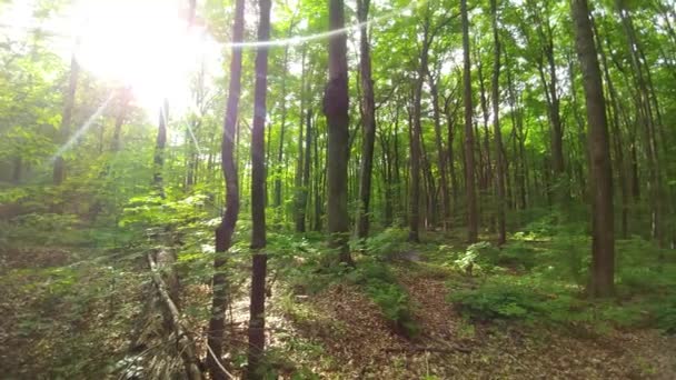 明るい森の中で270度回転する超広角レンズ — ストック動画