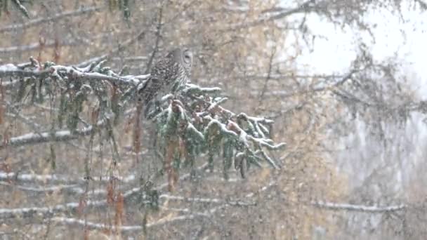 雪と松の実が混じった森の中で枝の上に立つオオカミ — ストック動画
