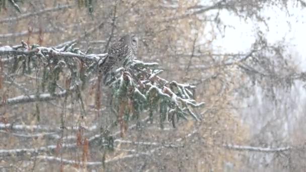 Barred Búho Encuentra Rama Con Conos Nieve Pino Bosque Mixto — Vídeos de Stock