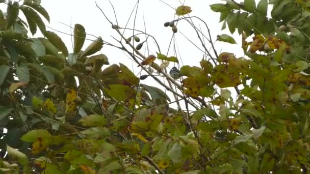 Gyllene Huva Tanager Uppflugna Över Träd Molnig Dag Med Lätt — Stockvideo