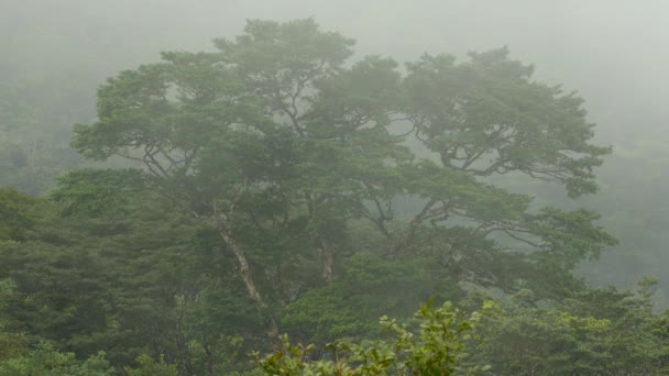 Tropical View Tree Mountain Side Being Blown Light Humid Fog — Stock Video