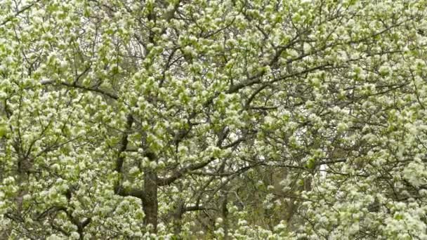 Duże Drzewo Kwiatowe Wiosnę Gospodarze Dwa Małe Ptaki Warbler Podczas — Wideo stockowe