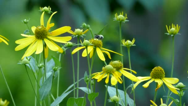 Pequeño Insecto Aterriza Flor Foco Con Abejorro Flor Fuera Foco — Vídeos de Stock