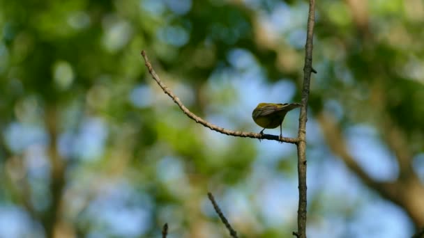 Colpo Esteso Parula Alata Blu Piedi Sul Suo Ramo Non — Video Stock