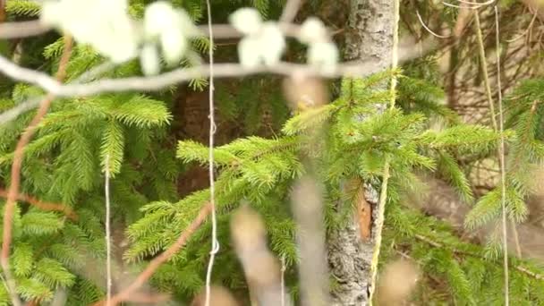 Magnolia Sångare Skogen Bredvid Gult Rep Ett Tallar — Stockvideo