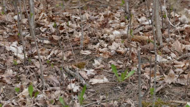Chipping moineau mordant et grignotant sur le corps de l'insecte mort au début du printemps 