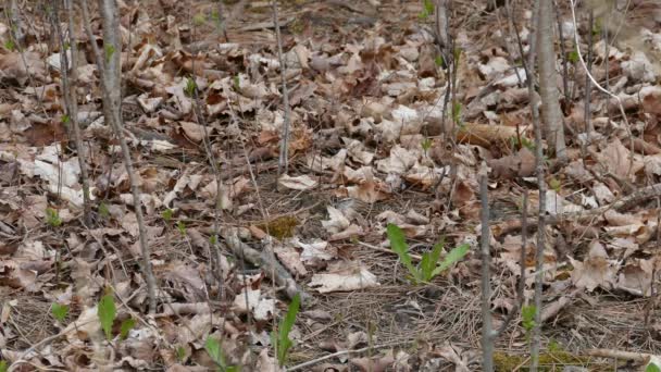 Chipping Moineau Mordant Grignotant Sur Corps Insecte Mort Début Printemps — Video