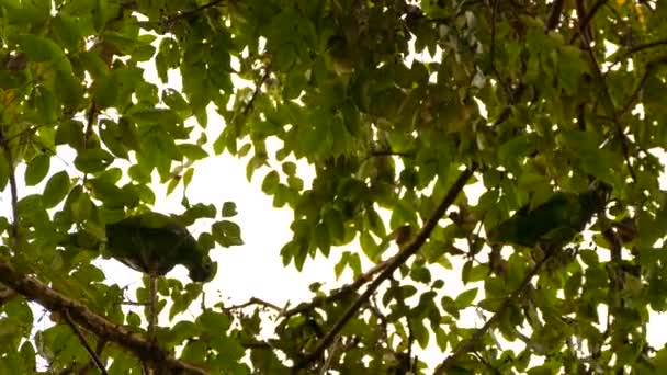 Par Målade Papegojor Panama Livnär Sig Kvistar Inuti Medan Uppflugna — Stockvideo