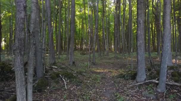 Passeggiata All Interno Della Foresta Latifoglie Estate Che Mostra Sole — Video Stock