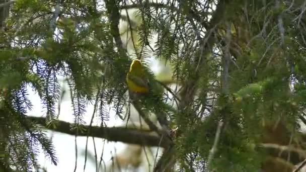 Amarelo Colorido Pequeno Tipo Warbler Pássaro Durante Migração Primavera Sol — Vídeo de Stock