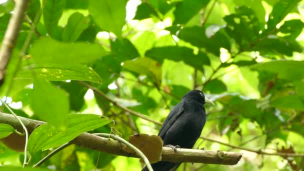 Pájaro Negro Con Pico Blanco Puntiagudo Largo Despegando Una Rama — Vídeos de Stock