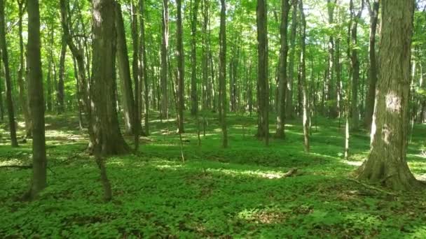 Écureuil noir qui saute dans une forêt dense et verte au Canada 