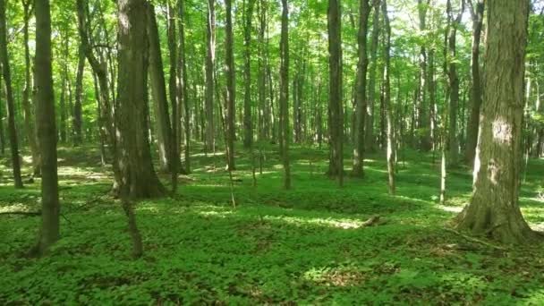 Zwarte Eekhoorn Springt Door Dichte Groene Bosgrond Canada — Stockvideo