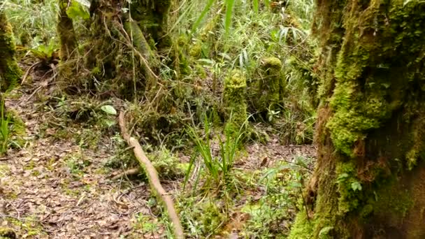 Uma Sequência Panning Minuto Dentro Floresta Tropical Costa Rica — Vídeo de Stock