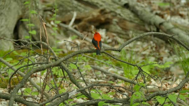 離陸する前に地面の近くに立っているかなりエキゾチックな小さな赤いタンガーの鳥 — ストック動画