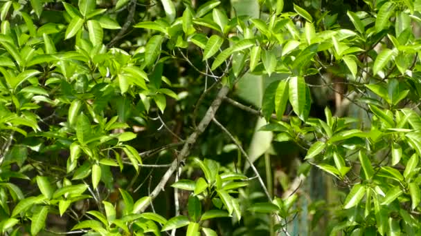 パナマの暗いジャングルの背景を持つ太陽の下で木に隠れている鳥 — ストック動画
