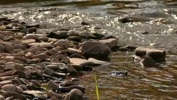 Bruant Sur Bord Une Rivière Calme Lors Une Journée Ensoleillée — Video