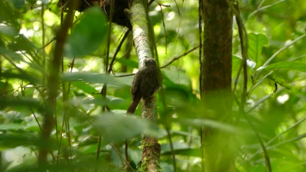 Uccello Palla Esotico Appollaiato Nella Giungla Profonda Ramo Parzialmente Muschiato — Video Stock