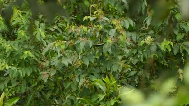 长满果实的灌木丛中 绿鸟在同一种颜色的叶子中表现得很好 — 图库视频影像