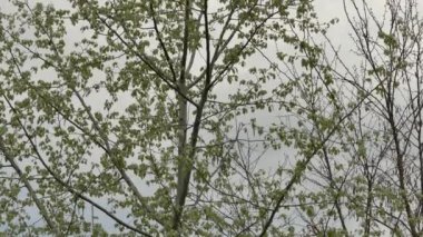 Bulutlu bir günde ağaçtan uçan minik kuşlar ve arka planda uçan büyük akbabalar.