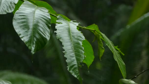 Ambiente Tropical Exuberante Con Pocas Gotas Lluvia Que Caen Sobre — Vídeos de Stock