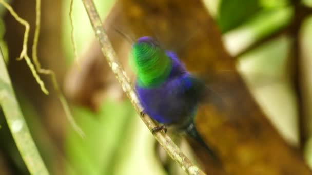 Lumineux beau colibri violet et vert perché sur une branche 