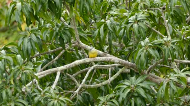 Pájaro Exótico Con Pecho Amarillo Cabeza Gris Encaramado Permaneciendo Rama — Vídeos de Stock