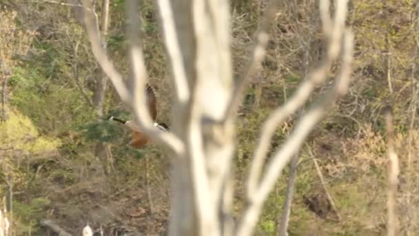 Отслеживание Выстрела Гусиной Птицы Полете Делающей Круги Перед Посадкой Воду — стоковое видео