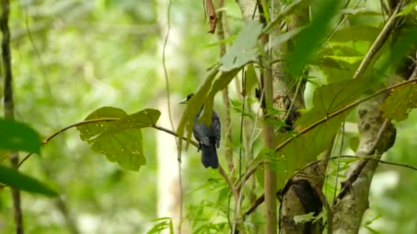 Bellissimo Uccello Sfondo Naturale — Video Stock