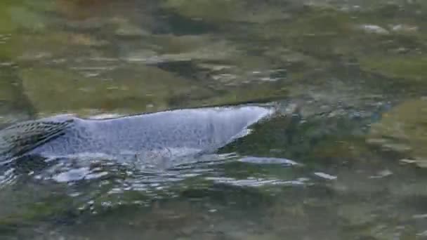 Closeup Salmon Swimming Hovering Place Shallow Water — Stock Video