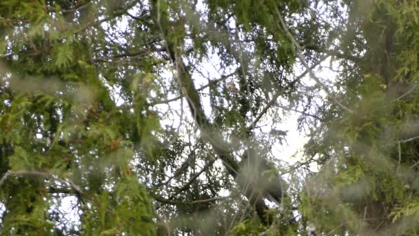 Oiseau de proie se cachant entre des rameaux de pin perché dans un arbre 