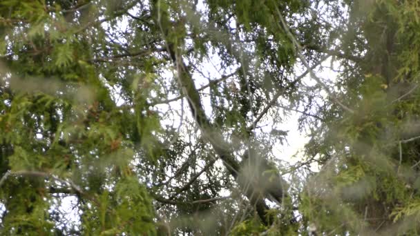 Bird Prey Gömmer Sig Mellan Tallkvistar Medan Uppflugen Ett Träd — Stockvideo