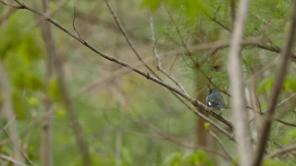 離陸する前に 枝に長く滞在していない黒喉の青のウォーブラー — ストック動画