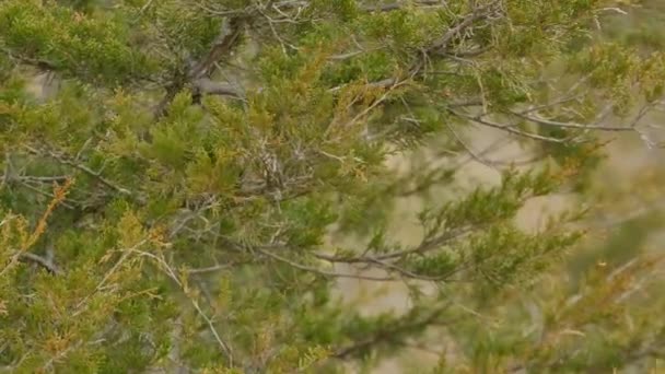 Torbellino Pájaro Vireo Saltando Rápido Sobre Cedro Naturaleza Cerca Otro — Vídeo de stock